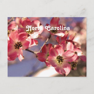 Dogwood Träd Vykort