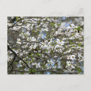 Dogwood Träd White Flower Blommars Vykort