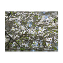 Dogwood Träd White Flower Blommars