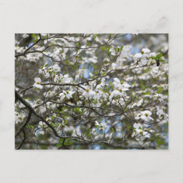 Dogwood Träd White Flower Blommars Vykort
