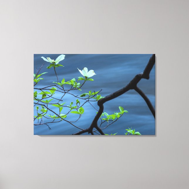 Dogwood vid Vatten Canvastryck (Framsida)