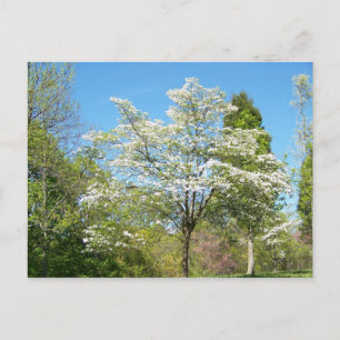 Dogwood Vykort