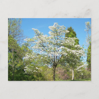 Dogwood Vykort