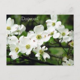 Dogwood Vykort