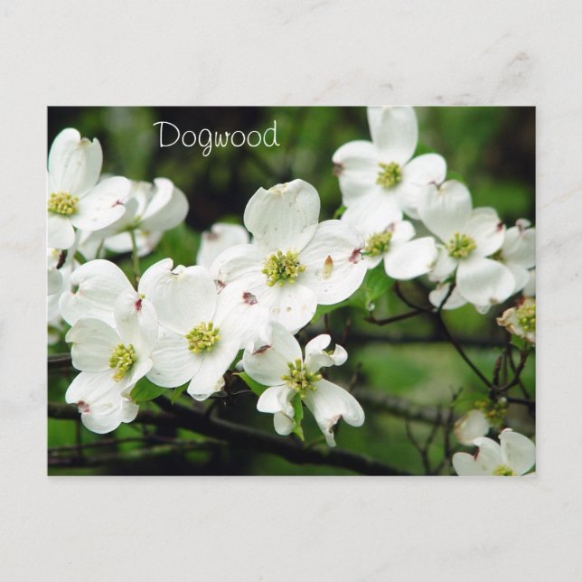 Dogwood Vykort (Framsida)