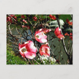 Dogwood Vykort