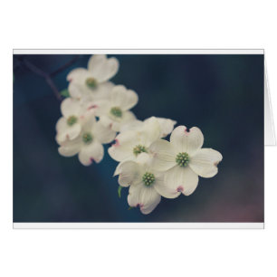 Dogwoodblommar Hälsningskort