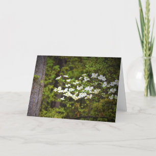 Dogwoodblommar, kort