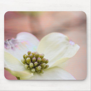 Dogwoodblommar Musmatta