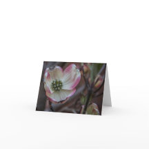 Dogwoodblommar Notecard