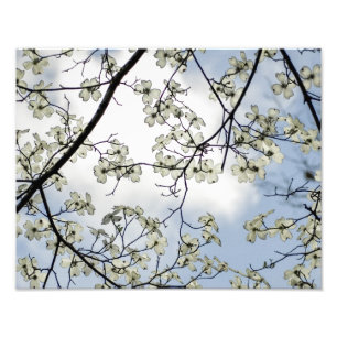 Dogwoodblommar och blå himmel fototryck