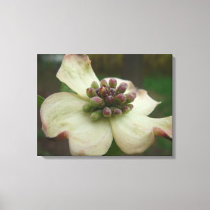Dogwoodblommarfotografi Canvastryck