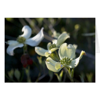 Dogwoodblommor OBS Kort