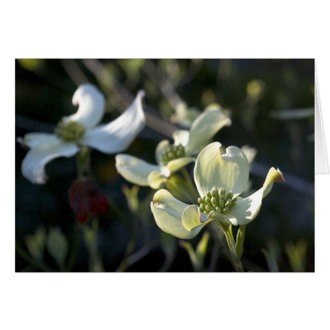 Dogwoodblommor OBS Kort (Framsidan Horizontal)