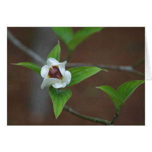 Dogwoodknopp OBS Kort