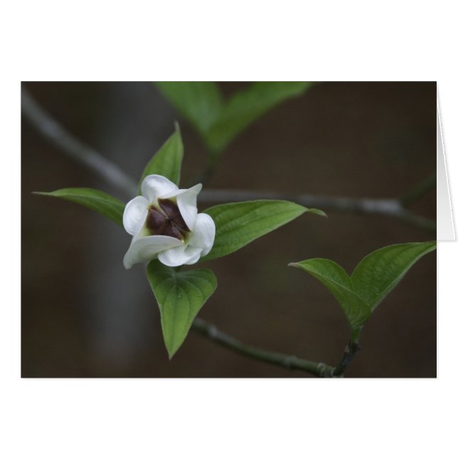 Dogwoodknopp OBS Kort (Framsidan Horizontal)