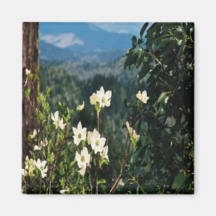 Dogwoods blooming... magnet