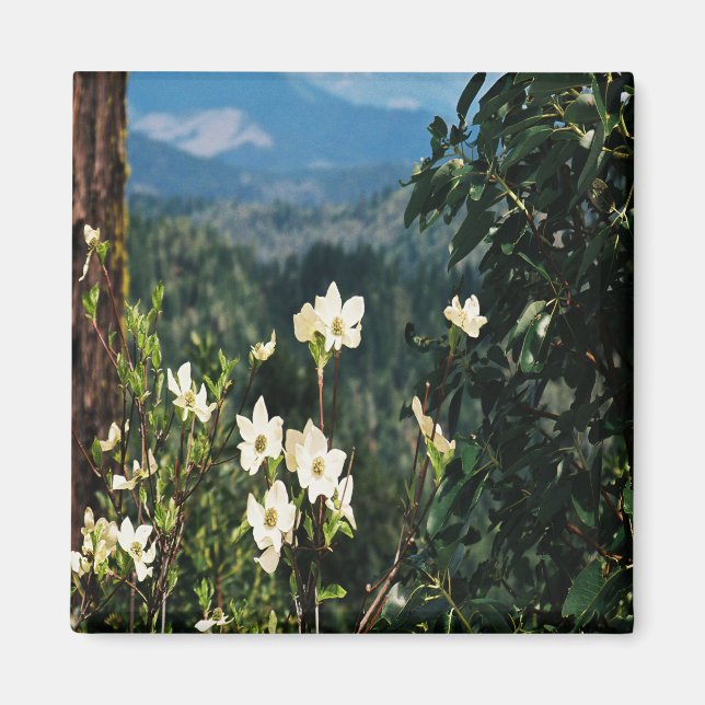 Dogwoods blooming... magnet (Framsidan)