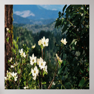 Dogwoods blooming.... poster