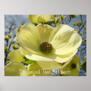 Dogwoods för tryck för konst för blommor för