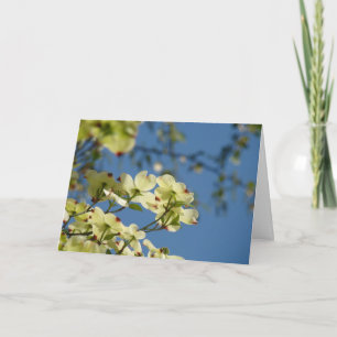 Dogwoodträd blommar blå himmel för hälsningkort kort