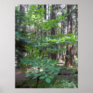 Dogwoodträd Poster
