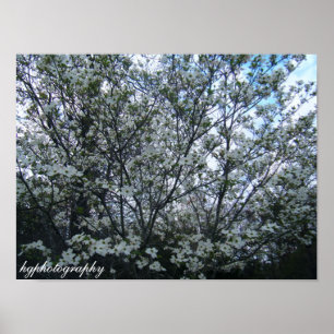 dogwoodträd poster