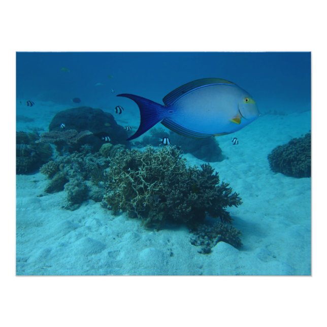 Doktorfisch Fototryck (Framsidan)