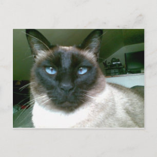 Dold Blue Vykort