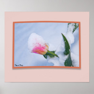 Dold rosa tulpan för snö poster