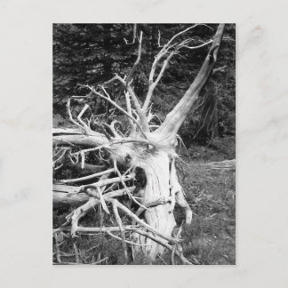 Dold Träd Black and White Photograph Vykort