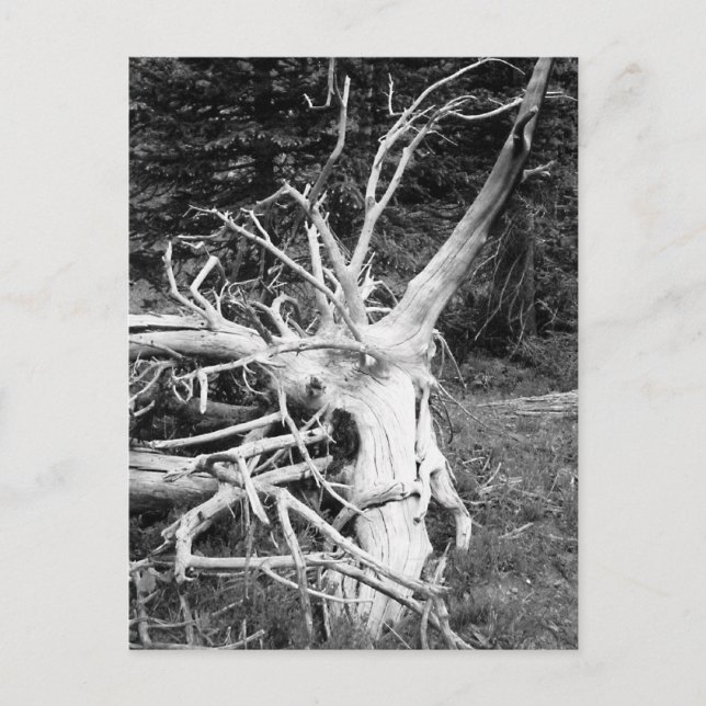 Dold Träd Black and White Photograph Vykort (Framsida)