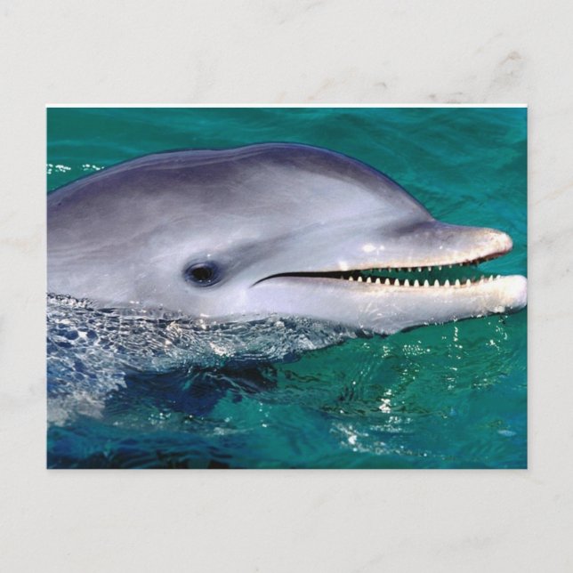 dolfijn vykort (Framsida)