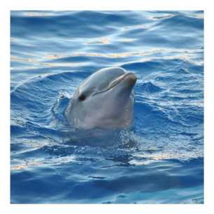 Dolfin20151021 Fototryck