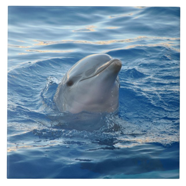 Dolfin20151021 Kakelplatta (Framsidan)