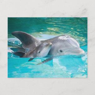 Dolfin med kalv vykort
