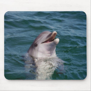 Dolfin Musmatta