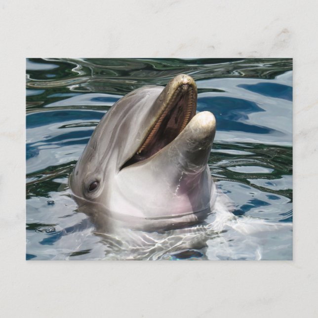 DOLFIN PHOTOGRAPHY POSTCARD VYKORT (Framsida)