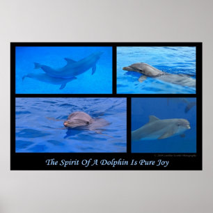 Dolfinandan Poster