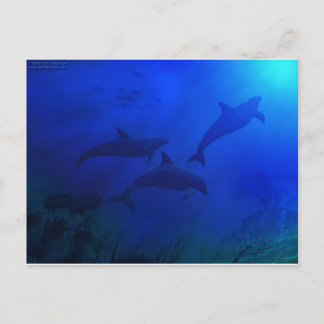 DOLFINS UNDERVATTEN VYKORT