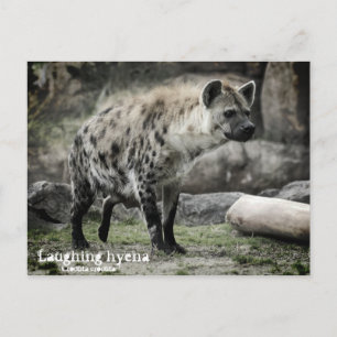 Dölj hyena:vykort vykort