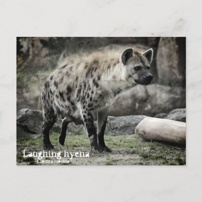 Dölj hyena:vykort vykort (Framsida)