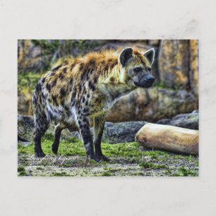 Döljande hyena_ver. 3.0 [vykort] vykort