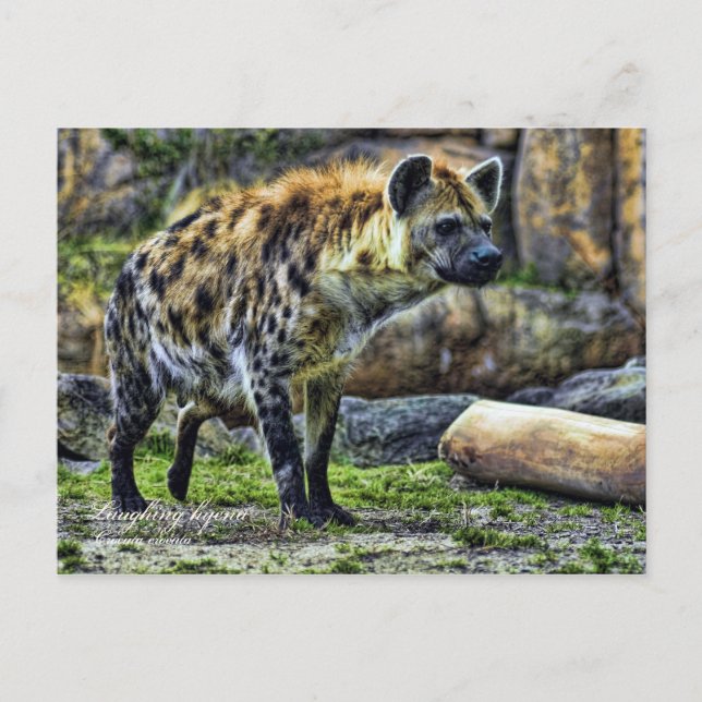 Döljande hyena_ver. 3.0 [vykort] vykort (Framsida)