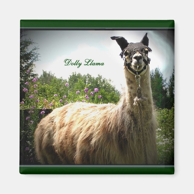 Dolly Llama Magnet (Framsidan)