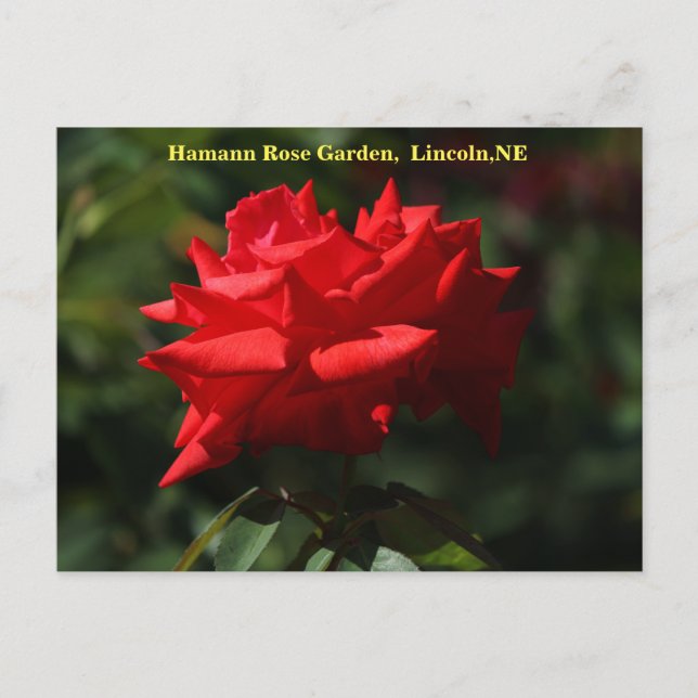 Dolly Parton Postcard HRG 700 2014 Vykort (Framsida)