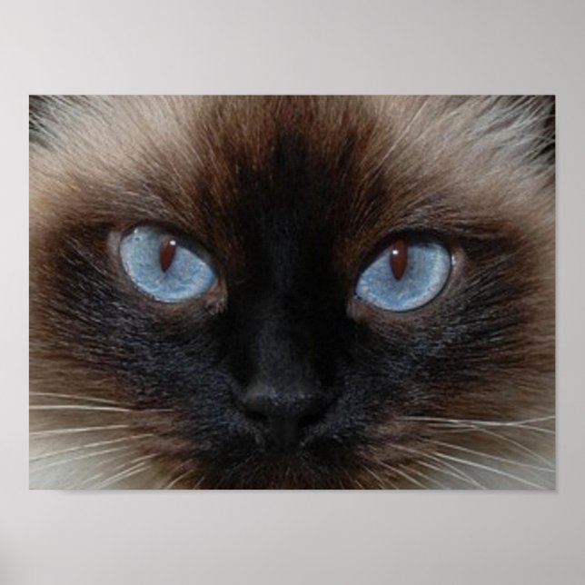 DOLLY THE RAGDOLL CAT POSTER (Framsidan)