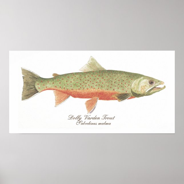 Dolly Varden Trout Art Poster (Framsidan)