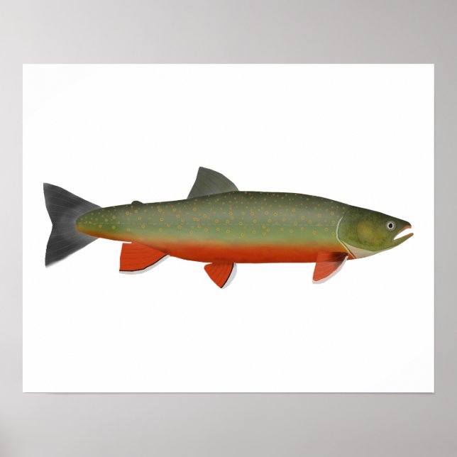 Dolly Varden Trout Poster (Framsidan)