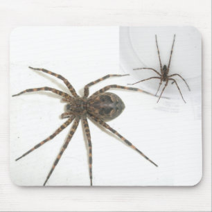 Dolomedes Female & Male Mousepad Musmatta